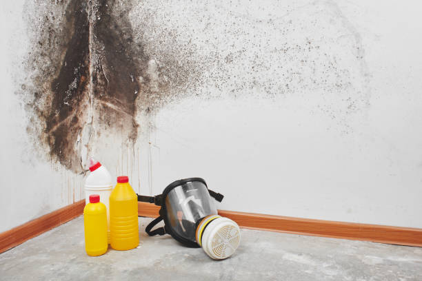 Best Best Mold Removal Companies  in Pontiac, MI