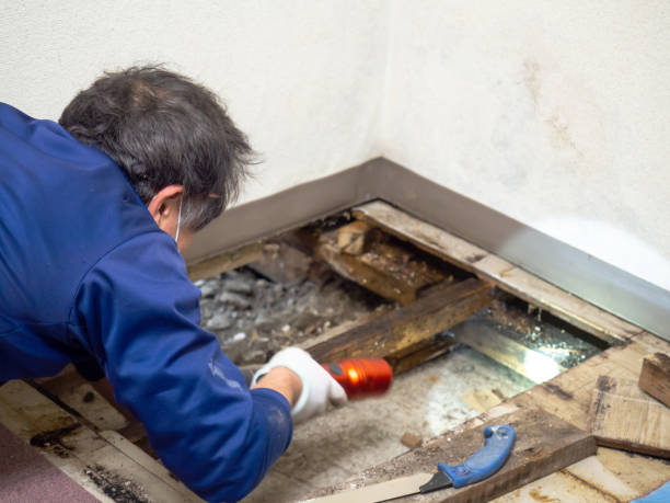 Best Commercial Mold Removal  in Pontiac, MI