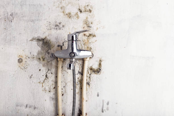 Best Home Mold Removal  in Pontiac, MI