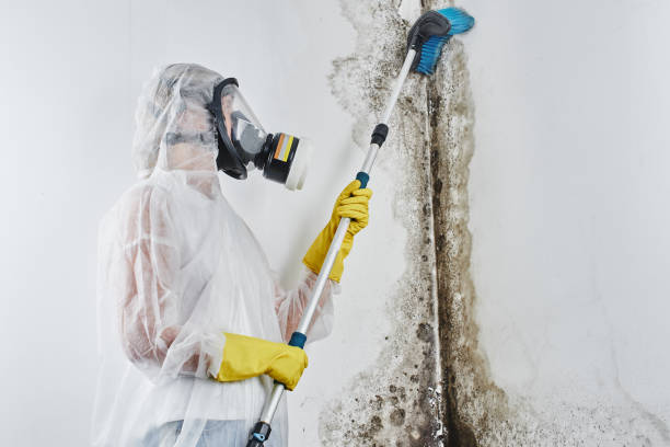 Professional Mold Removal in Pontiac, MI