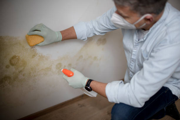 Best Attic Mold Removal  in Pontiac, MI