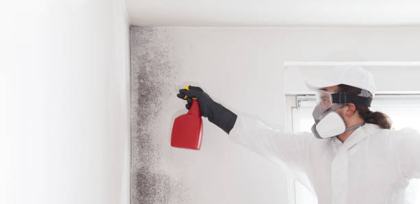 Best Certified Mold Removal  in Pontiac, MI
