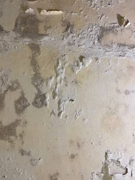 Certified Mold Removal in Pontiac, MI