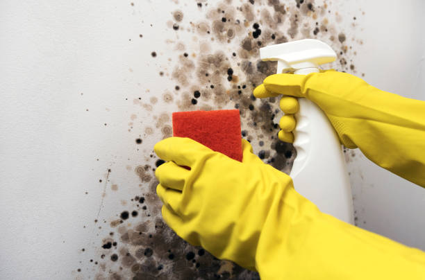 Best Mold Inspection  in Pontiac, MI
