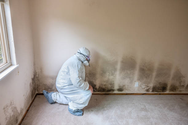 Best Mold Damage Repair  in Pontiac, MI