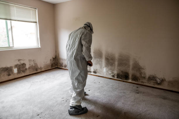 Best Residential Mold Removal  in Pontiac, MI