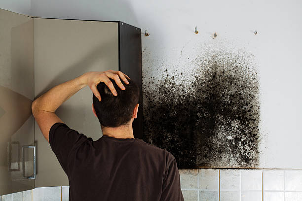 Best Residential Mold Removal  in Pontiac, MI