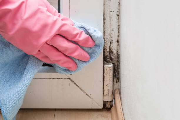 Best Professional Mold Removal  in Pontiac, MI