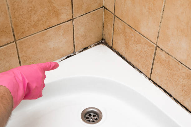 Best Local Mold Removal Service  in Pontiac, MI